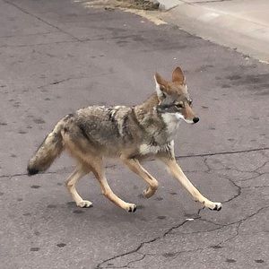 Meet your Posher, Connor